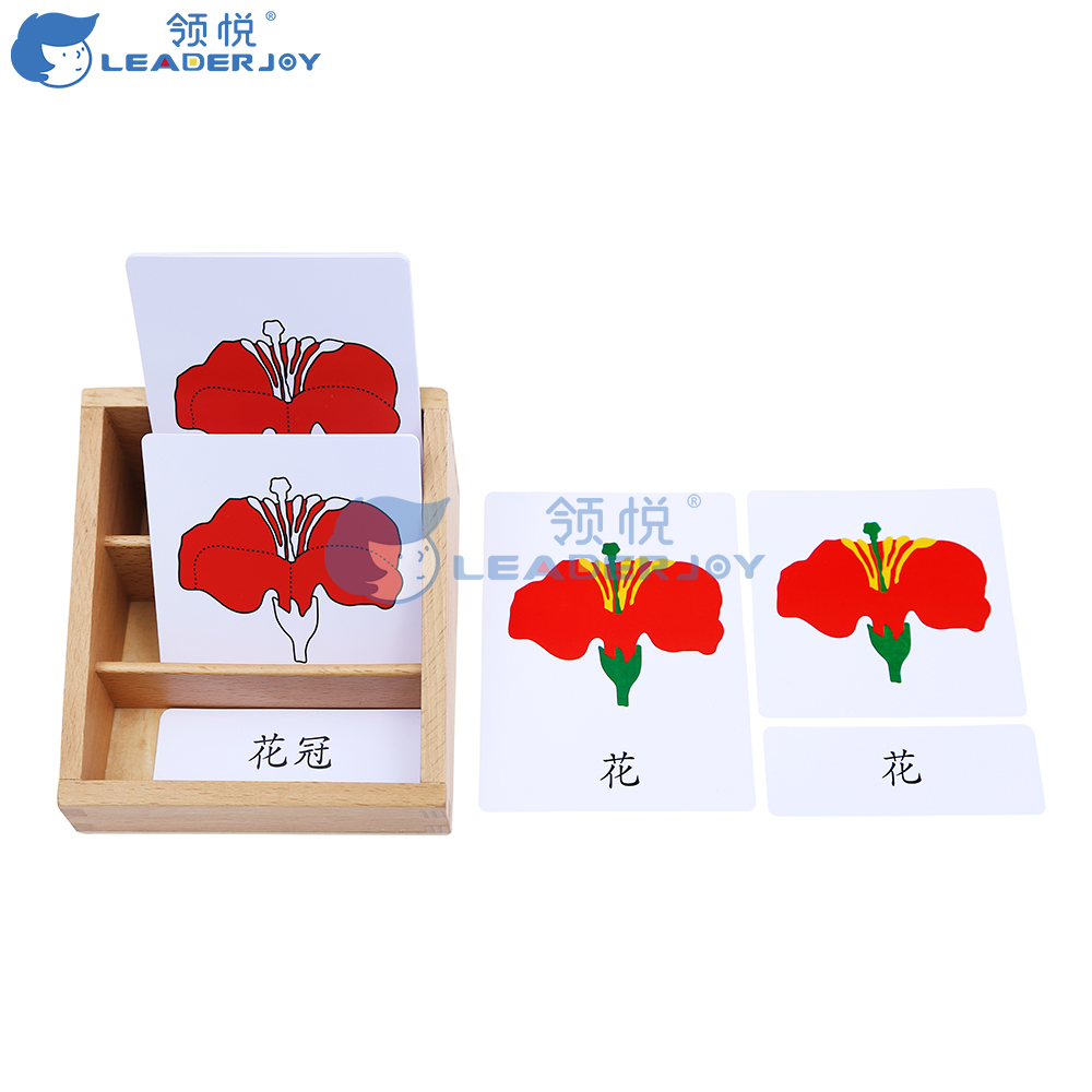 植物部分名称三段卡 花 中文 含盒子晨欣mall